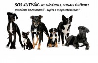 /album/sos-kutyak-fogadj-orokbe-2015/a10380630-1674618856094506-5943516310630833602-o-jpg/