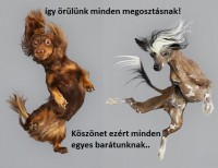 /album/sos-kutyak-fogadj-orokbe-2015/a0-jpg/