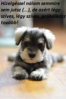 /album/sos-kutyak-fogadj-orokbe-2015/a02dfc7fc4680aceb30760dfc0ad03c5f-jpg/