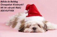 /album/sos-kutyak-fogadj-orokbe-2015/a121-jpg/