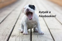 /album/sos-kutyak-fogadj-orokbe-2015/a2222-jpg/