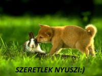 /album/sos-kutyak-fogadj-orokbe-2015/a35778-bigthumbnail-jpg/