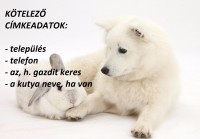 /album/sos-kutyak-fogadj-orokbe-2015/a36140-white-japanese-spitz-dog-and-rabbit-white-background-jpg/
