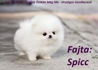 /album/sos-kutyak-fogadj-orokbe-2015/a74781-616292-1000x700-jpg/