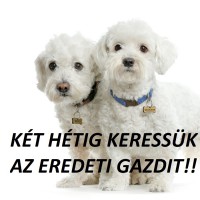 /album/sos-kutyak-fogadj-orokbe-2015/a632946-two-cute-maltese-dog222-jpg/