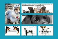 /album/sos-kutyak-fogadj-orokbe-2015/a1453344-1543343342655244-8950122310508104244-n-jpg/