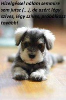 /album/sos-kutyak-fogadj-orokbe-2015/a1463290-1547781448878100-4117857661734317256-n-jpg/