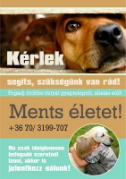 /album/sos-kutyak-fogadj-orokbe-2015/a1526704-706887989355159-1332830808173424862-n-jpg/