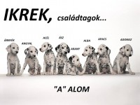 /album/sos-kutyak-fogadj-orokbe-2015/a1908261-1571899693132942-5783673173607346303-n-jpg/