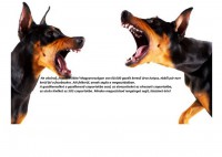 /album/sos-kutyak-fogadj-orokbe-2015/a1915871-1540687139587531-5760144397034058802-n-jpg/