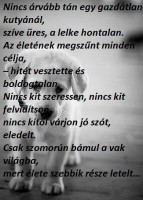 /album/sos-kutyak-fogadj-orokbe-2015/a11202805-1534162910239954-5767442427150396236-n-jpg/