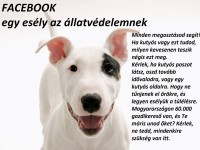 /album/sos-kutyak-fogadj-orokbe-2015/a11218494-1571900043132907-3901550652401216604-o-jpg/