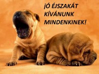 /album/sos-kutyak-fogadj-orokbe-2015/a12109237-1067041283320471-2873251570795496631-n-jpg/