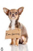 /album/sos-kutyak-fogadj-orokbe-2015/a6fb7a70e18cefdbd5e074d31aca8e038-jpg/