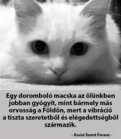 /album/sos-kutyak-fogadj-orokbe-2015/a5297-1634838520090342-1819101539455399326-n-jpg/