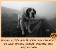 /album/sos-kutyak-fogadj-orokbe-2015/a17677-1635264346714426-8154434590029085230-n-jpg/