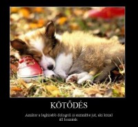 /album/sos-kutyak-fogadj-orokbe-2015/a19690-1634591350115059-2223476050744424059-n-jpg/