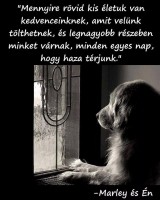 /album/sos-kutyak-fogadj-orokbe-2015/a988421-1634837520090442-3926723676086239864-n-jpg/