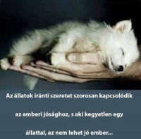 /album/sos-kutyak-fogadj-orokbe-2015/a1239498-1634838973423630-4290178151416056858-n-jpg/