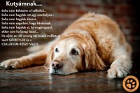 /album/sos-kutyak-fogadj-orokbe-2015/a1239926-1635266610047533-1724491539135622416-n-jpg/