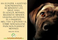 /album/sos-kutyak-fogadj-orokbe-2015/a1510371-1071298496214354-5357581791794972551-n-jpg/