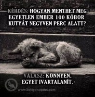 /album/sos-kutyak-fogadj-orokbe-2015/a1907521-1636648946575966-8858353836488080775-n-jpg/