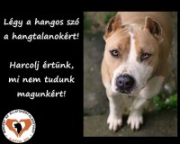 /album/sos-kutyak-fogadj-orokbe-2015/a1982358-583769298431662-5031807880090263532-n-jpg/