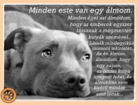 /album/sos-kutyak-fogadj-orokbe-2015/a10171627-1635266906714170-1768010910987327344-n-jpg/